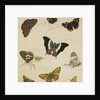 Studies of Butterflies and Insects by Sydenham Teast Edwards