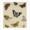 Studies of Butterflies and Insects by Sydenham Teast Edwards