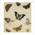 Studies of Butterflies and Insects by Sydenham Teast Edwards