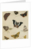 Studies of Butterflies and Insects by Sydenham Teast Edwards