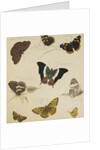 Studies of Butterflies and Insects by Sydenham Teast Edwards