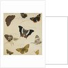 Studies of Butterflies and Insects by Sydenham Teast Edwards
