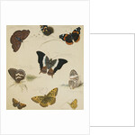 Studies of Butterflies and Insects by Sydenham Teast Edwards