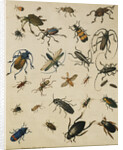 Studies of Insects by Sydenham Teast Edwards