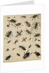 Studies of Insects by Sydenham Teast Edwards