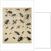 Studies of Insects by Sydenham Teast Edwards