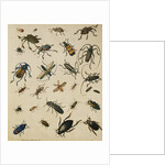 Studies of Insects by Sydenham Teast Edwards