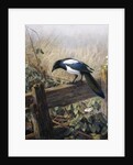 A Magpie Observing Fieldmice by Johan Gerard Keulemans