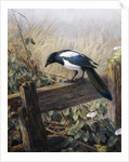 A Magpie Observing Fieldmice by Johan Gerard Keulemans