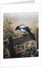 A Magpie Observing Fieldmice by Johan Gerard Keulemans