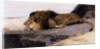 A Resting Lion by Wilhelm Kuhnert