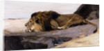 A Resting Lion by Wilhelm Kuhnert