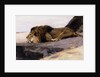 A Resting Lion by Wilhelm Kuhnert
