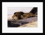 A Resting Lion by Wilhelm Kuhnert