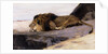A Resting Lion by Wilhelm Kuhnert