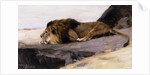 A Resting Lion by Wilhelm Kuhnert