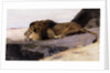 A Resting Lion by Wilhelm Kuhnert
