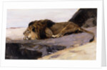 A Resting Lion by Wilhelm Kuhnert