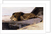 A Resting Lion by Wilhelm Kuhnert