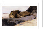 A Resting Lion by Wilhelm Kuhnert