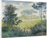 Vineyards Under the Pines by Paul Ranson