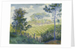 Vineyards Under the Pines by Paul Ranson