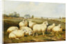 Sheep in a Meadow by James Charles Morris