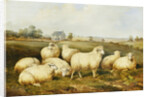 Sheep in a Meadow by James Charles Morris