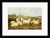 Sheep in a Meadow by James Charles Morris