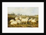 Sheep in a Meadow by James Charles Morris