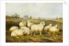 Sheep in a Meadow by James Charles Morris