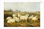 Sheep in a Meadow by James Charles Morris