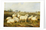 Sheep in a Meadow by James Charles Morris