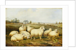 Sheep in a Meadow by James Charles Morris