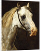 Head of a Piebald Horse attributed to Theodore Jean Louis Gericault by Anonymous