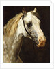 Head of a Piebald Horse attributed to Theodore Jean Louis Gericault by Anonymous