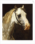 Head of a Piebald Horse attributed to Theodore Jean Louis Gericault by Anonymous