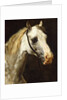 Head of a Piebald Horse attributed to Theodore Jean Louis Gericault by Anonymous