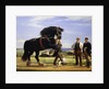 The Black Stallion by Rasmus Christiansen