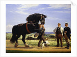 The Black Stallion by Rasmus Christiansen