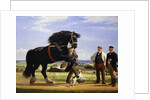 The Black Stallion by Rasmus Christiansen