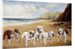 Bulldogs on a Beach by Reuben Ward Binks