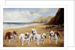 Bulldogs on a Beach by Reuben Ward Binks