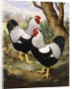 A Silver Wyandotte Cockerel by E G Wippell