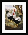 A Silver Wyandotte Cockerel by E G Wippell
