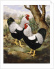 A Silver Wyandotte Cockerel by E G Wippell