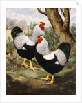 A Silver Wyandotte Cockerel by E G Wippell