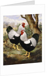 A Silver Wyandotte Cockerel by E G Wippell