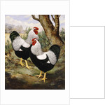A Silver Wyandotte Cockerel by E G Wippell