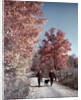 1950s 1960s Senior Couple Man Woman Walking Autumn Country Road by Anonymous